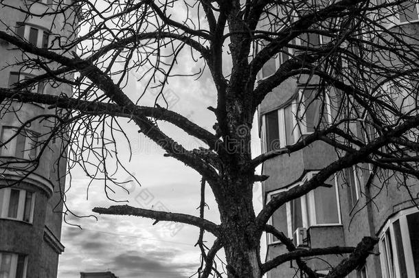 黑色枯树和公寓街区
