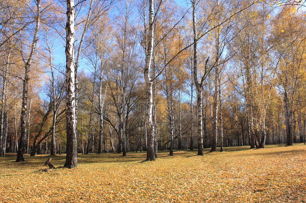 美丽的秋林。秋天的<strong>场景</strong>。美丽的秋天白桦公园树林。