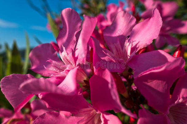 西索尼亚早晨<strong>阳光下</strong>粉红色地中海花朵的特写