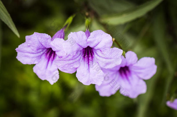近距离聚焦在明亮的<strong>紫色花朵</strong>上