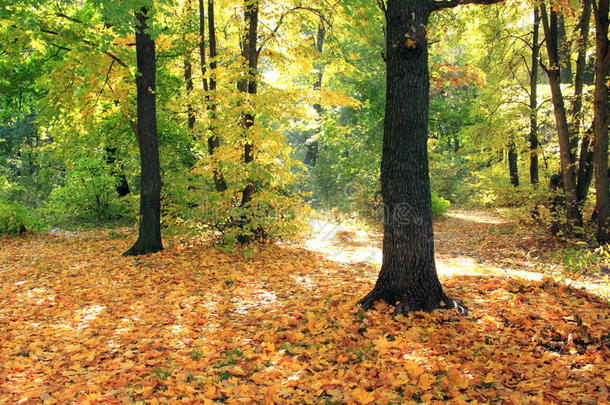 美丽的秋天森林。 秋天的场景。 美丽的秋天公园。 格林伍德。