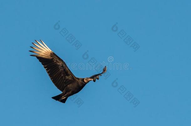 飞行中的黑秃鹫