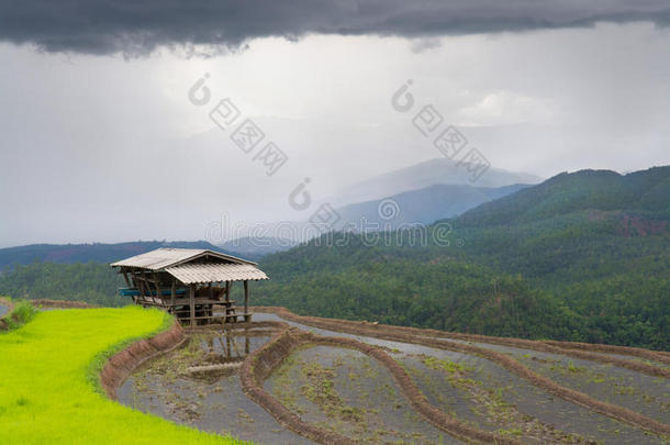 雨季时，美丽的景观露台稻田和小屋