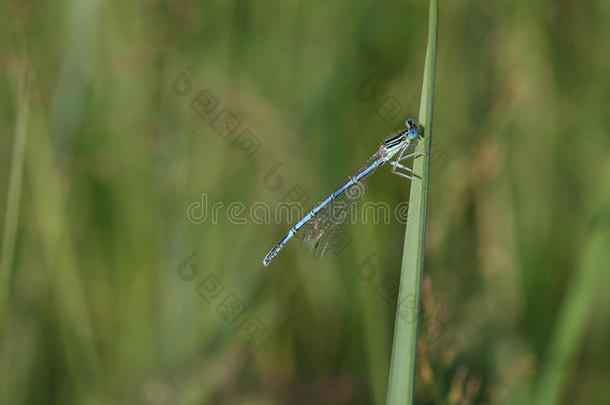 常见的蓝色达米利(EnallagmaCyathigerum)坐在旁边的草地上