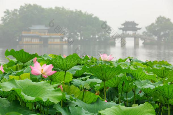 亚洲吸引背景美丽的美女