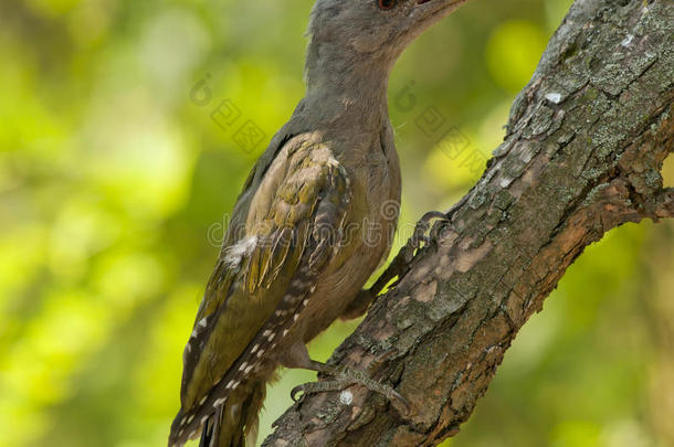 灰头啄木鸟(PicusCanus)