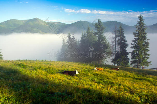 青山和一群牛