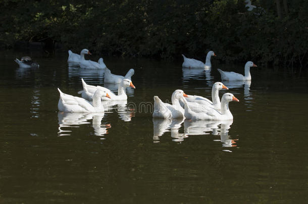 一群白色的大雁，在游泳
