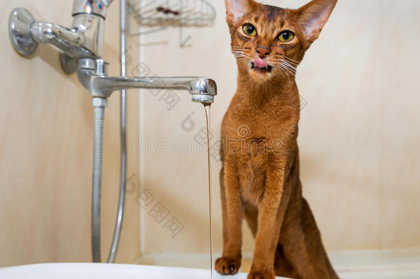 深渊猫喝水