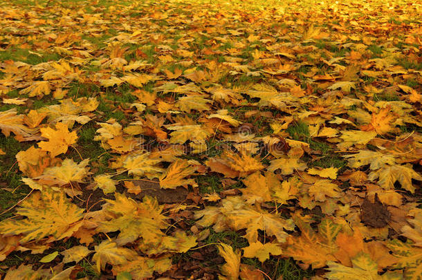 枫树的落叶。 金色的秋天
