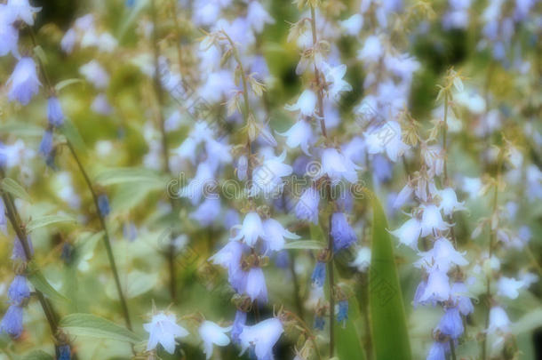 模糊的花背景-草地上的钟状花(Campanula