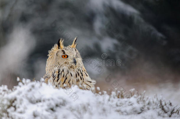 欧亚鹰猫头鹰在冬天坐在地上下雪