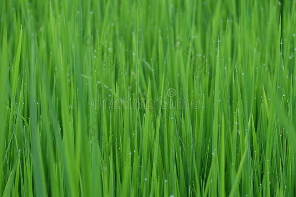 新鲜的绿色草与水滴特写，关闭大米与水滴