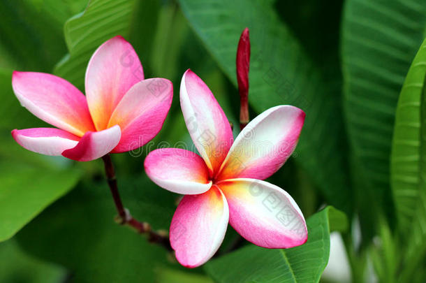 热带花鸡蛋花的分支（鸡蛋花）