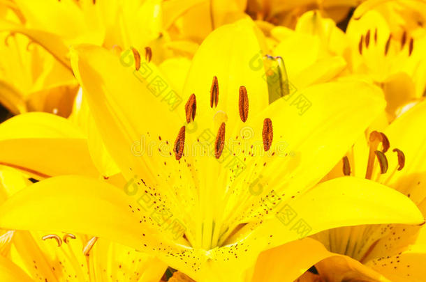 美丽的黄色百合花束