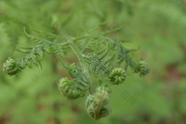 蕨类植物，蕨类植物