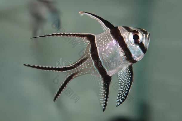 邦盖红雀鱼(PterapogonKauderni)水族馆海洋鱼类