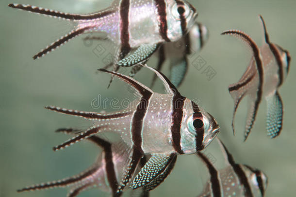 邦盖红雀鱼(PterapogonKauderni)水族馆海洋鱼类