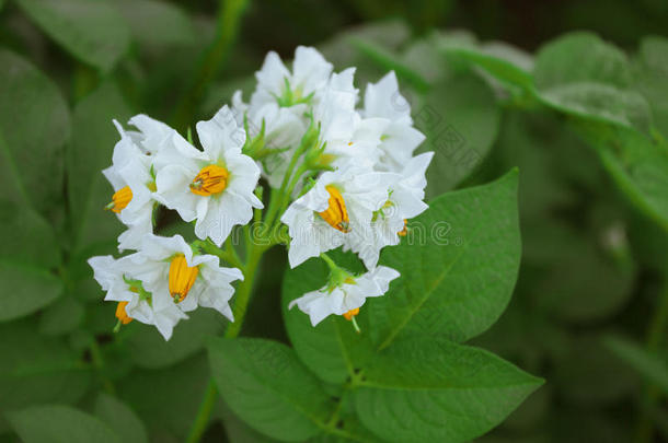 叶面背景上美丽的马铃薯白花