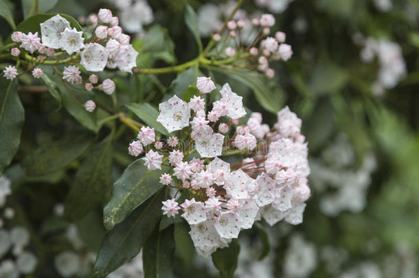 有吸引力的<strong>植物</strong>学的<strong>植物</strong>学灌木<strong>印花</strong>布