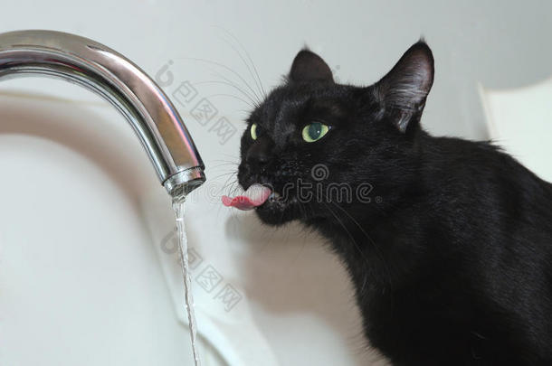 黑猫喝水