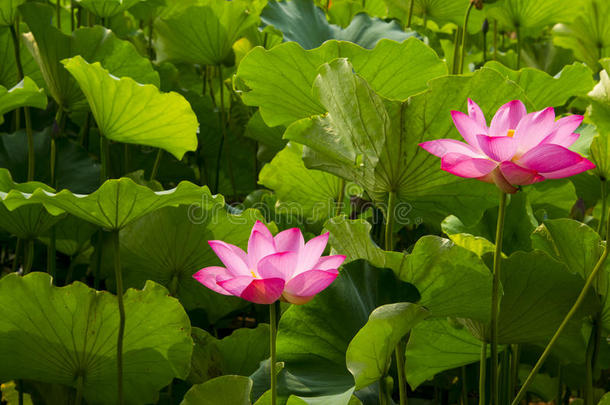 水生的生态系统植物区系花园艺