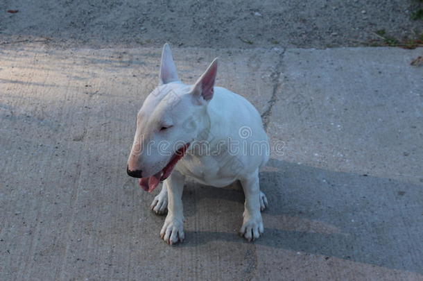 英国牛头犬在户外散步