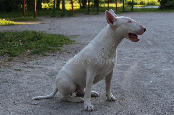 英国牛头犬在户外散步