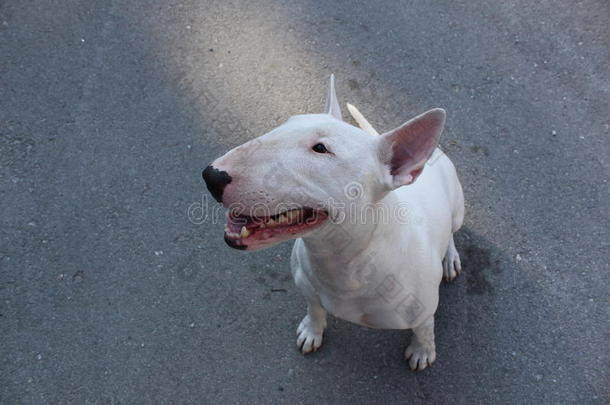 英国牛头犬在户外散步