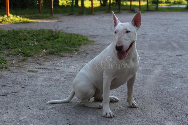 英国牛头犬在户外散步