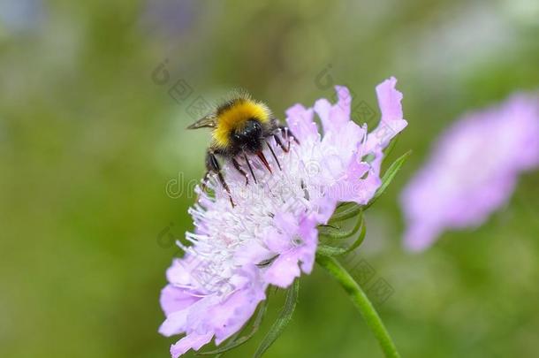 <strong>紫色花朵</strong>上的蜜蜂
