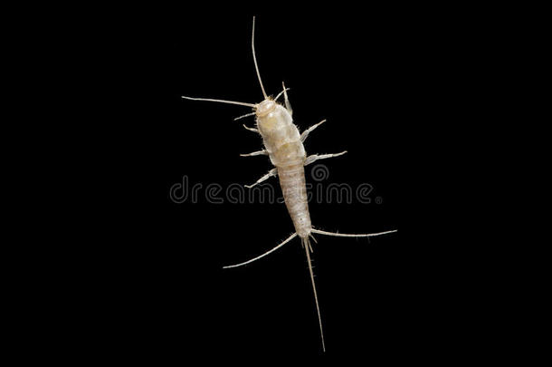 在<strong>黑色背景</strong>下拍摄的一张lepisma的宏观<strong>照片</strong>（被称为silverfish）