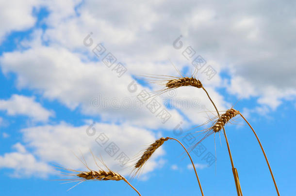 田野的麦穗在一个背景多云的天空下夏天