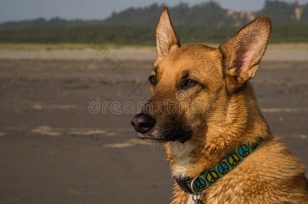 海滩上的<strong>警犬</strong>看着大海