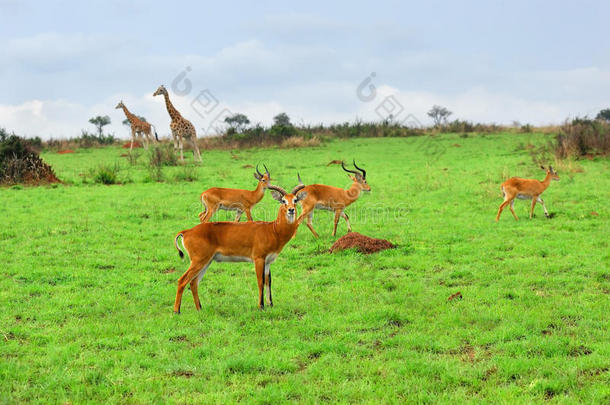 非洲野生动物，乌干达
