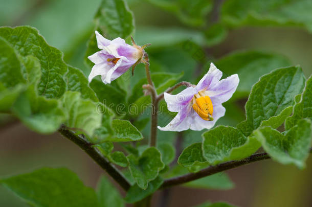 土<strong>豆花</strong>，特写