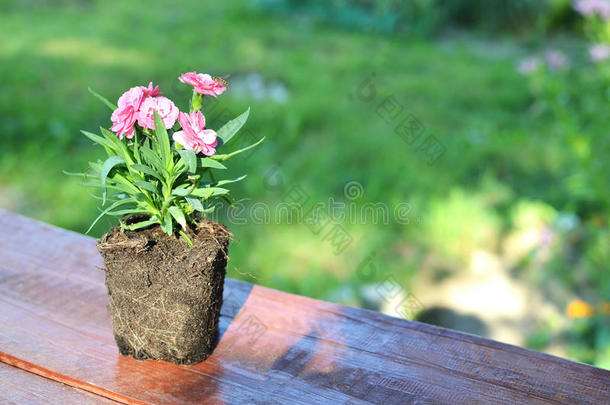 农业背景开花植物学棕色的