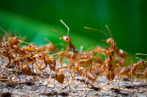 关闭红色织女蚂蚁与宽开放的下颌，并准备