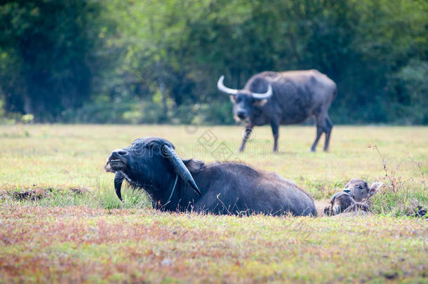 泰国草地上的亚洲水牛
