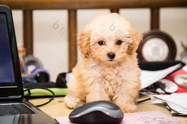 可爱的狮子狗小狗坐在凌乱的办公桌上，旁边是笔记本电脑和鼠标