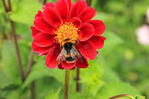 蜜蜂生物学开花<strong>脸红</strong>的<strong>脸红</strong>