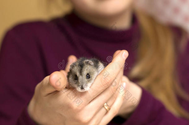 女孩抱着一只又小又漂亮的仓鼠