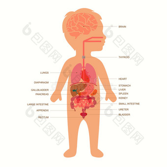 解剖学解剖生物学膀胱身体图片