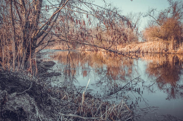 <strong>初春</strong>湖中的桤木及其倒影。自然的觉醒