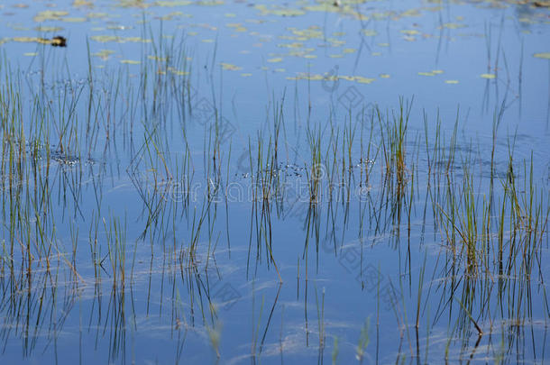 抽象景观背景：水面上的芦苇