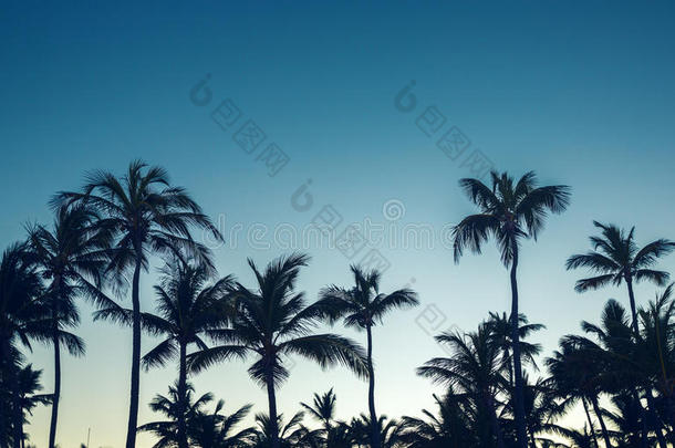 椰子树透视图