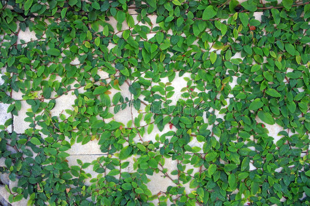 白色混凝土墙上的绿色<strong>树状植物</strong>叶子