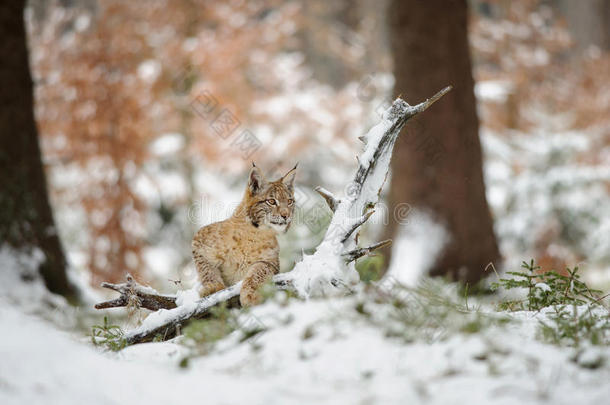 欧亚幼崽站在冬天五颜六色的森林里下雪