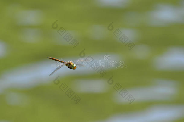 <strong>蜻蜓</strong>在水面上飞近
