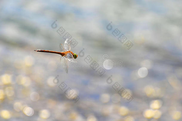 蜻蜓在水面上飞近